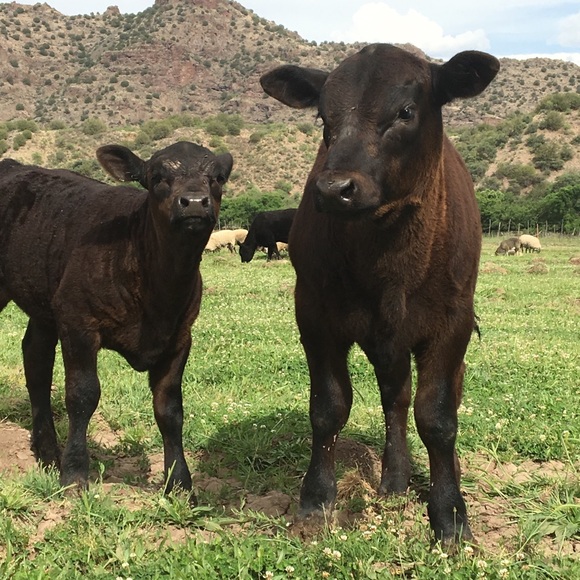 Meet your Posher, Karen - Picture 5 of 5
